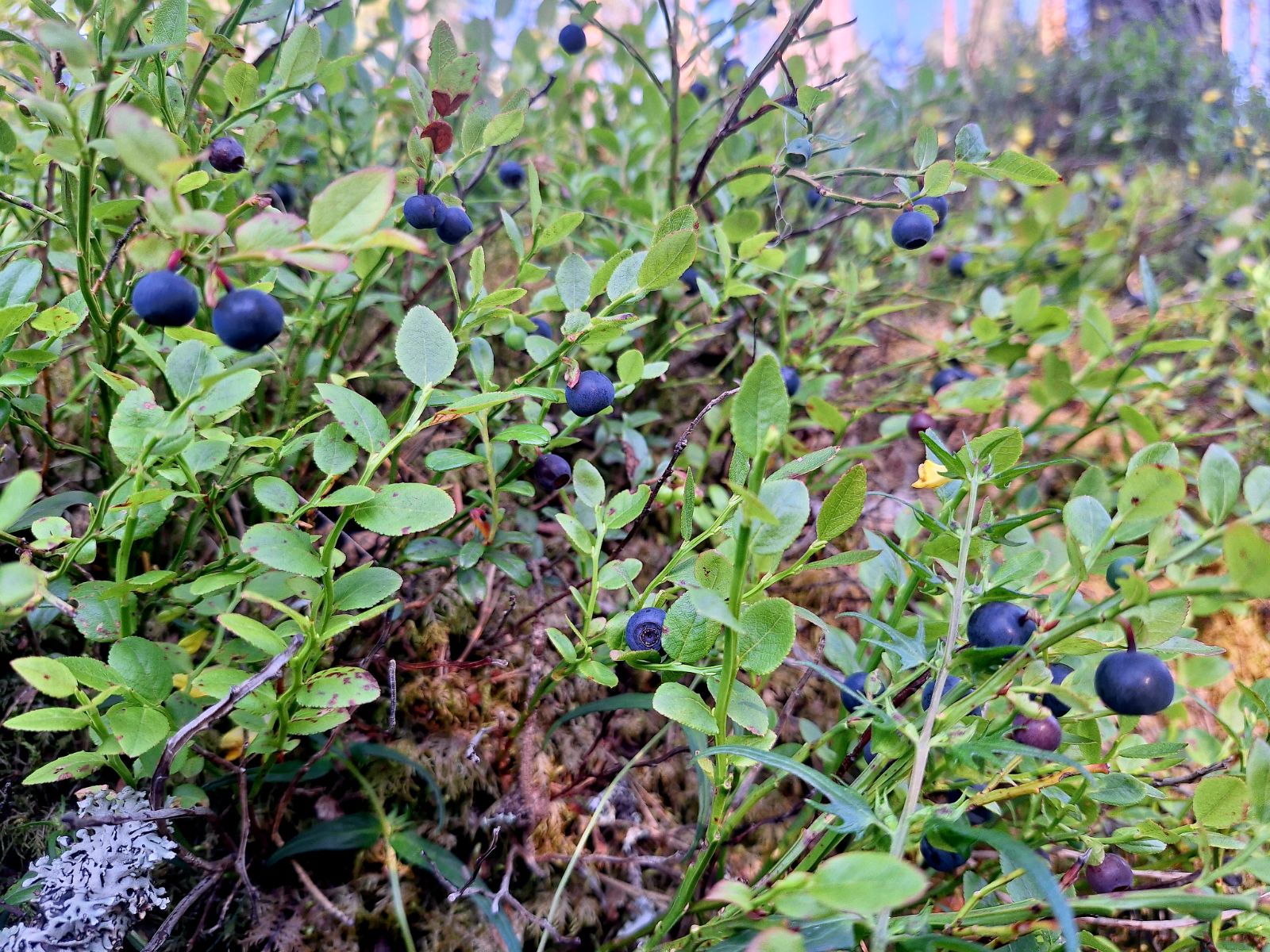 Mustikka, nouto Kouvola