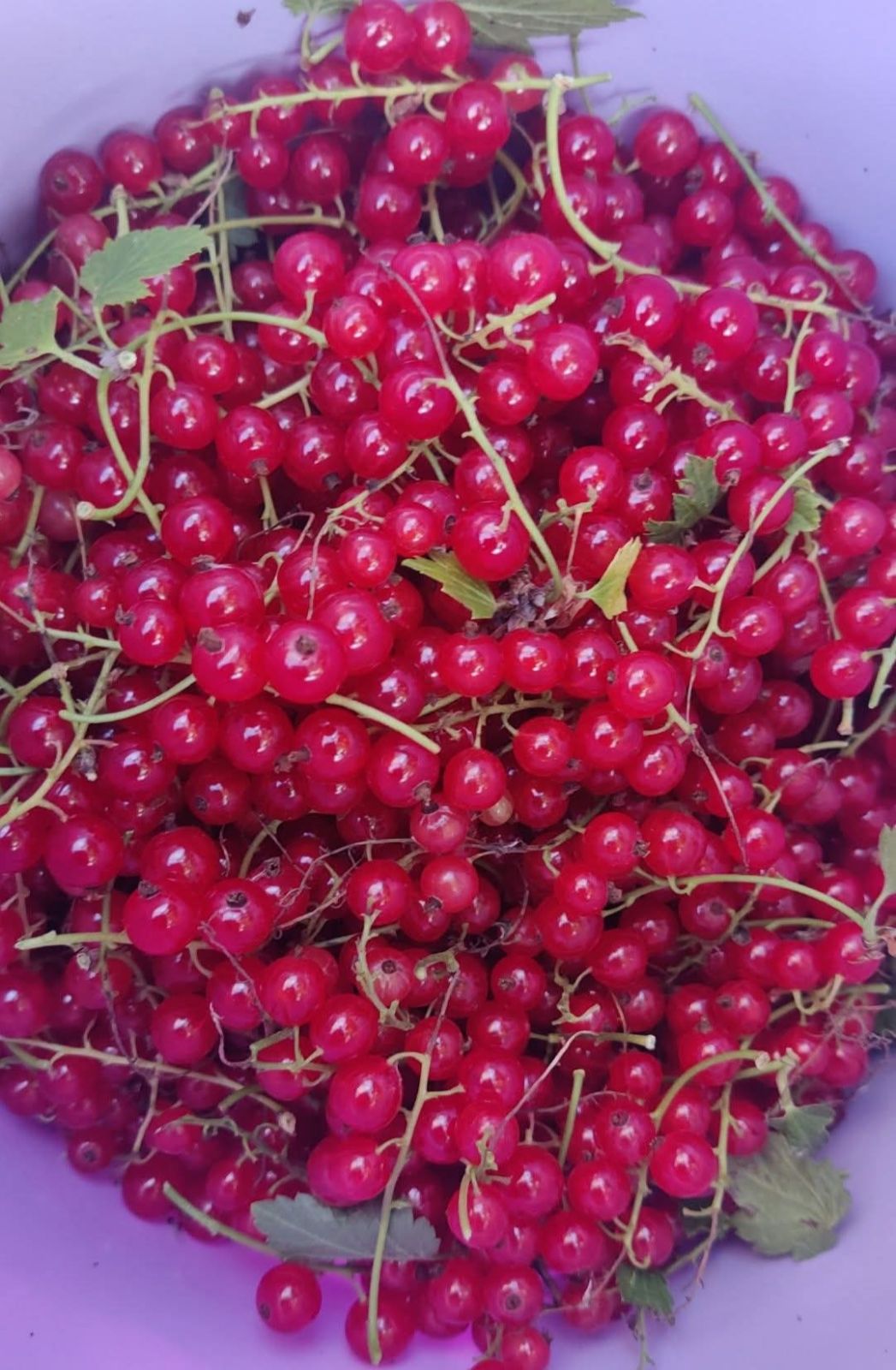 Punaviinimarja, nhận hàng tại Savela